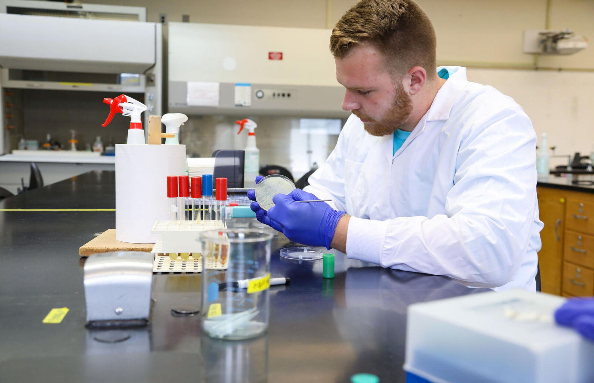 A student swabs a sample from a petri dish